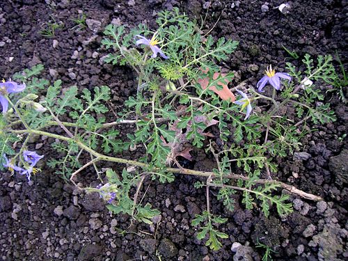 Solanum citrullifolium